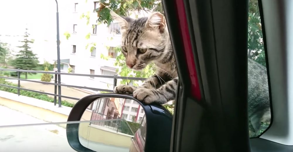 Este gatito se subió a un auto y no se bajaría hasta tener un hogar Este gatito se subió a un auto y no se bajaría hasta tener un hogar