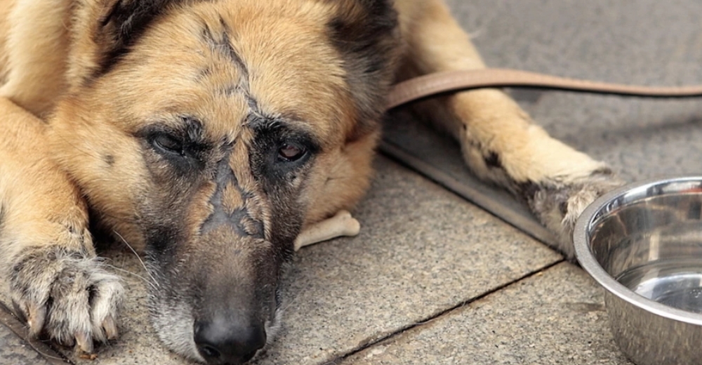 Un nuevo proyecto de ley quiere que la crueldad animal sea castigada con prisión en todo el país Un nuevo proyecto de ley quiere que la crueldad animal sea castigada con prisión en todo el país