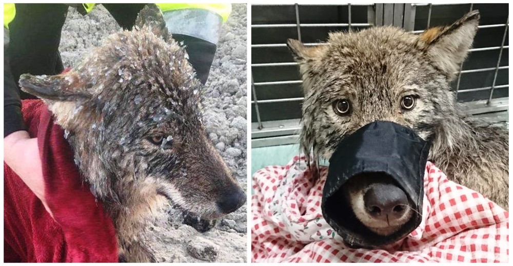 Rescatan a un cachorro atrapado en un lago congelado y descubren que no era el perro que creían