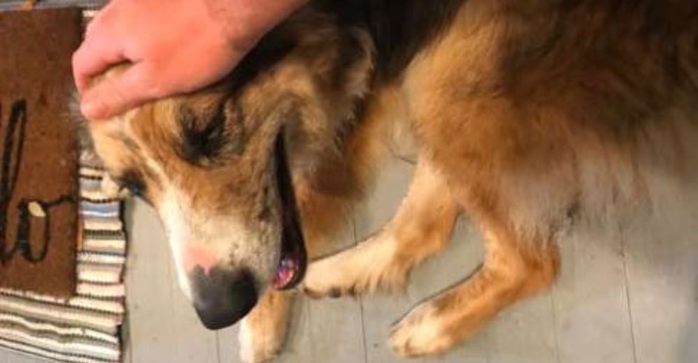 Una perrita apareció de la nada en su puerta y él decidió darle el mejor día de su vida Una perrita apareció de la nada en su puerta y él decidió darle el mejor día de su vida