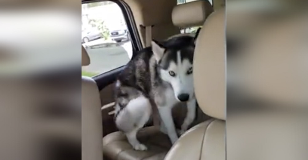 Husky se niega a bajarse del auto y su método para huir de su dueña divierte a miles de personas Husky se niega a bajarse del auto y su método para huir de su dueña divierte a miles de personas