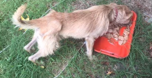El perrito que sólo conocía la palabra “no” por fin aprendió lo que es