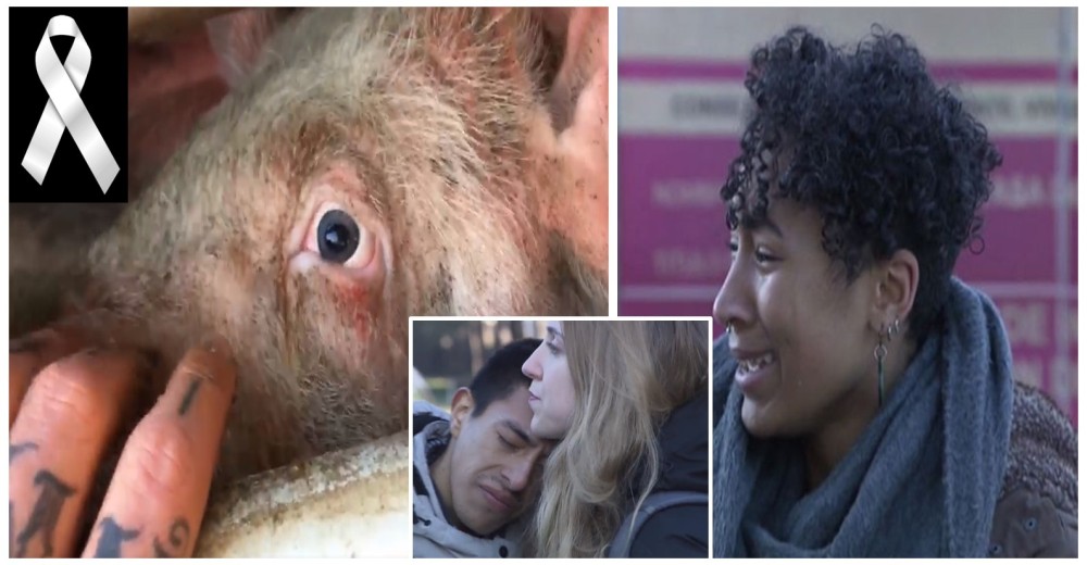 Las lágrimas de dolor de veganos consolando a vacas y cerdos minutos antes de ser sacrificados Las lágrimas de dolor de veganos consolando a vacas y cerdos minutos antes de ser sacrificados