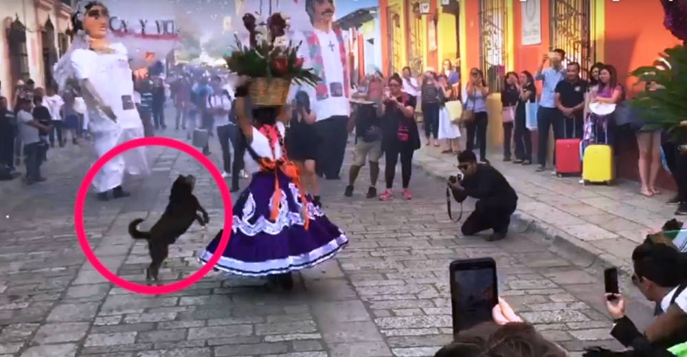 Adorable perrito callejero llega a un desfile y decide unirse a la diversión Adorable perrito callejero llega a un desfile y decide unirse a la diversión