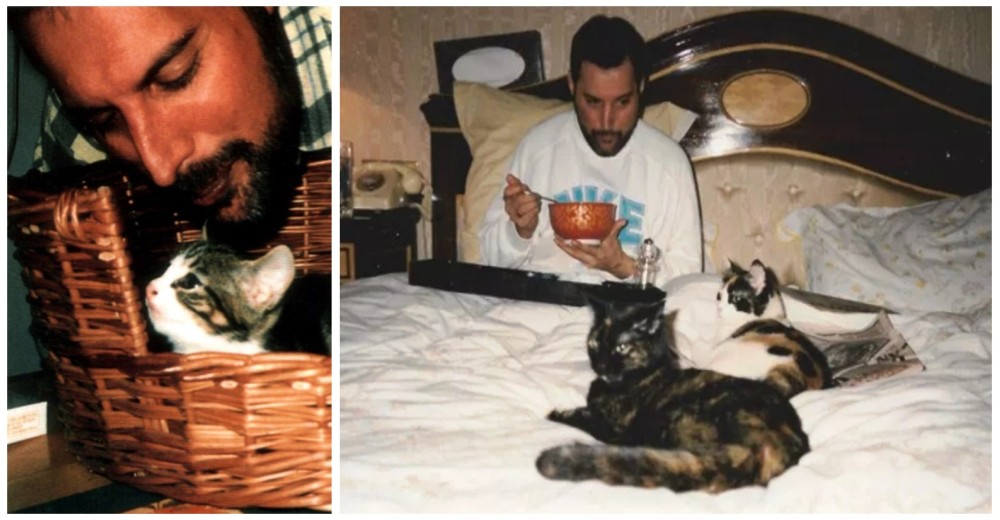 Freddie Mercury amó a sus gatos como si fueran sus propios hijos