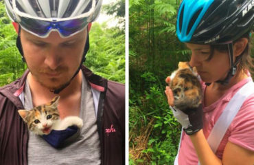 Mini Kitty