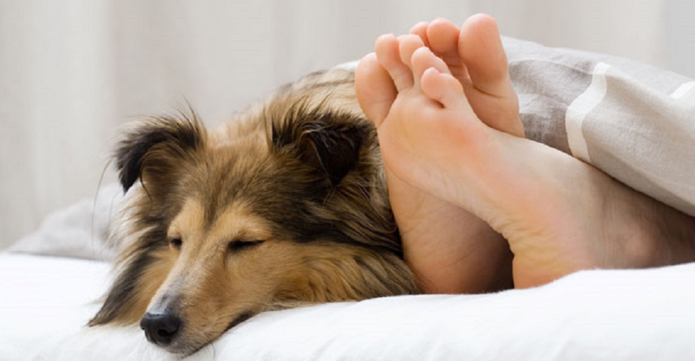 Estudio revela por qué los perros son los mejores amantes para las mujeres en la cama Estudio revela por qué los perros son los mejores amantes para las mujeres en la cama