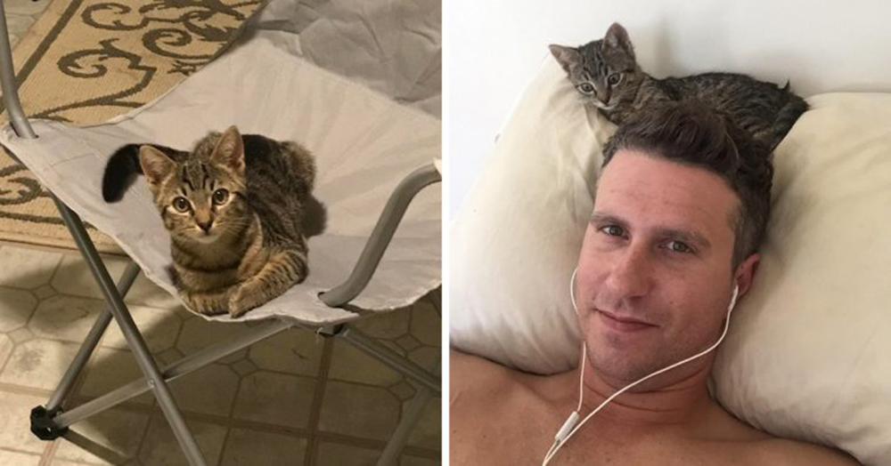 Encuentra a un gatito callejero sentado cómodamente en su silla y no pudo decepcionarlo Encuentra a un gatito callejero sentado cómodamente en su silla y no pudo decepcionarlo