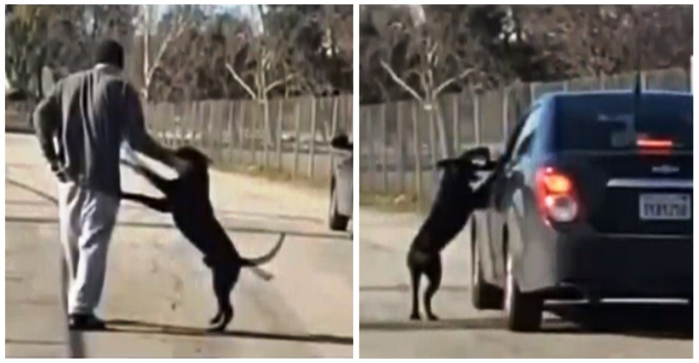 Un perro leal persigue el auto de su dueño sin darse cuenta de que lo estaba abandonando Un perro leal persigue el auto de su dueño sin darse cuenta de que lo estaba abandonando