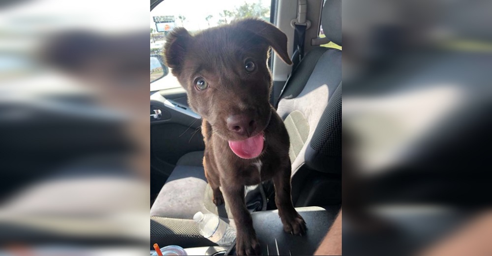 Un desconocido le da un perrito a una mujer en un centro comercial y se aleja misteriosamente Un desconocido le da un perrito a una mujer en un centro comercial y se aleja misteriosamente