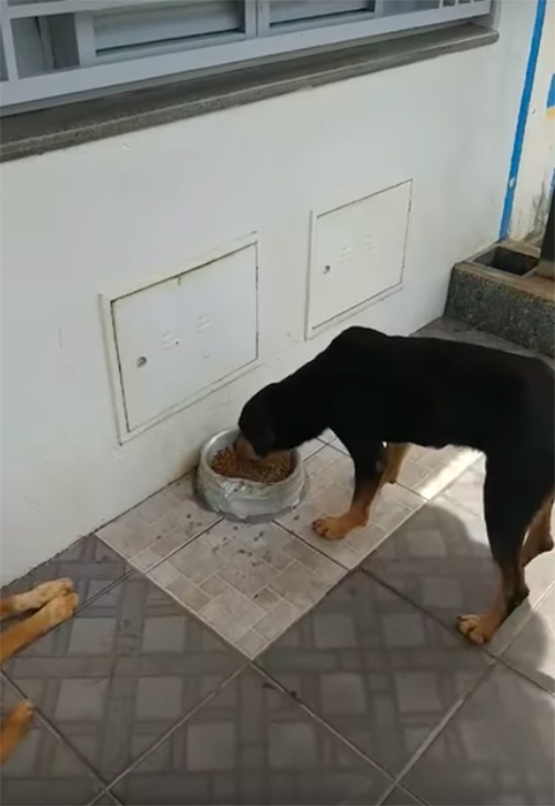 Perros hacen cola Brasil