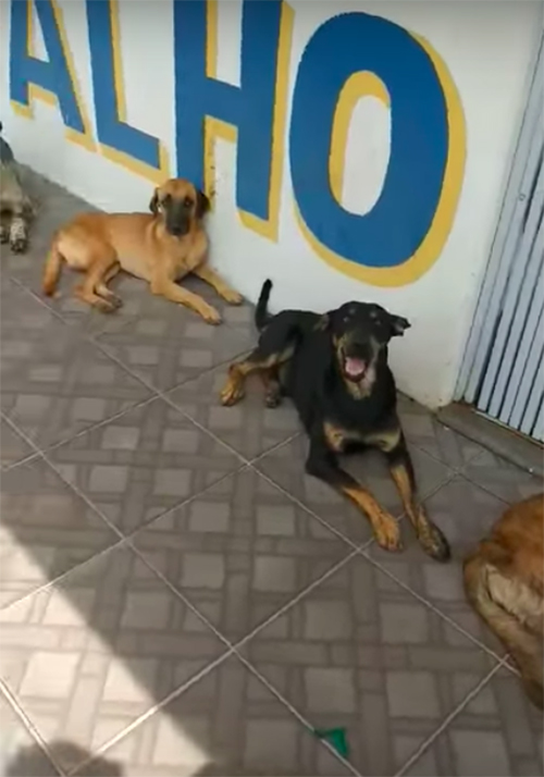 Perros hacen cola Brasil