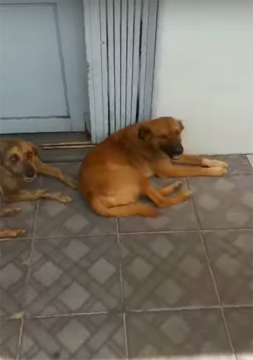 Perros hacen cola Brasil