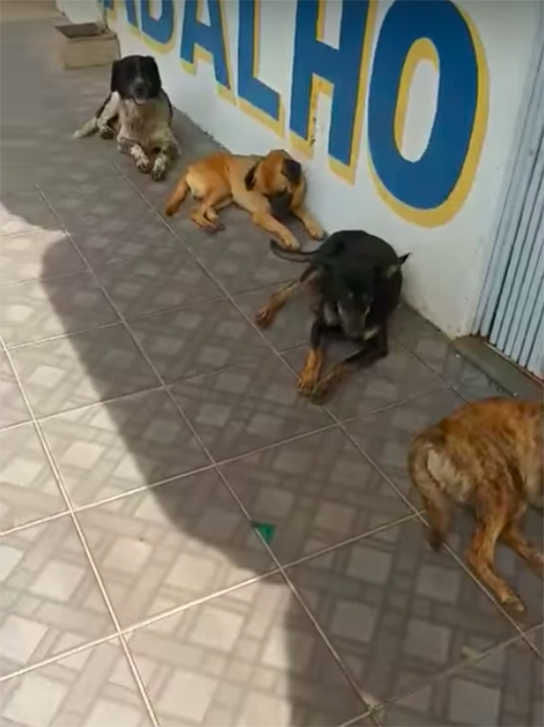 Perros hacen cola Brasil