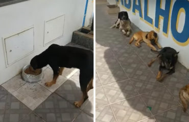 Perros hacen cola Brasil