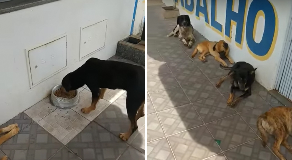 Perros vagabundos demuestran su educación al hacer fila para esperar por su alimento Perros vagabundos demuestran su educación al hacer fila para esperar por su alimento