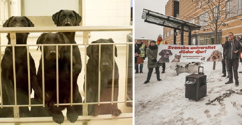 Acabarán con la vida de 6 perros labradores como parte un malvado experimento de laboratorio Acabarán con la vida de 6 perros labradores como parte un malvado experimento de laboratorio