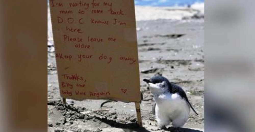 Ve a un bebé pingüino en la playa y un adorable aviso revela el por qué de su triste soledad Ve a un bebé pingüino en la playa y un adorable aviso revela el por qué de su triste soledad