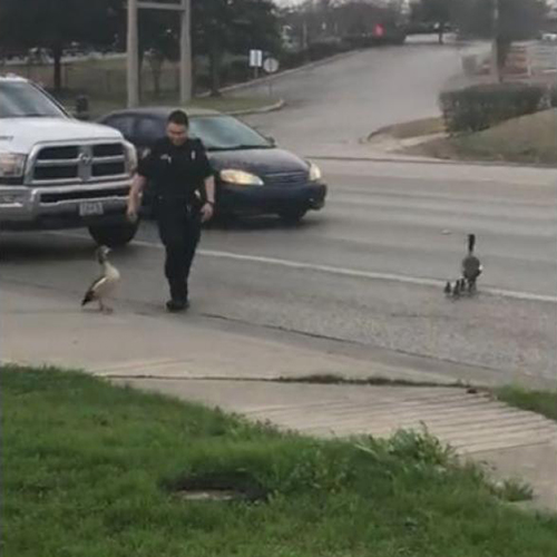 Policía ayuda a patos