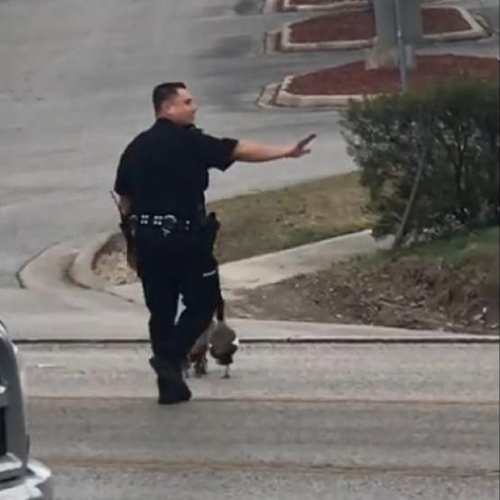 Policía ayuda a patos