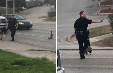 Policía ayuda a patos