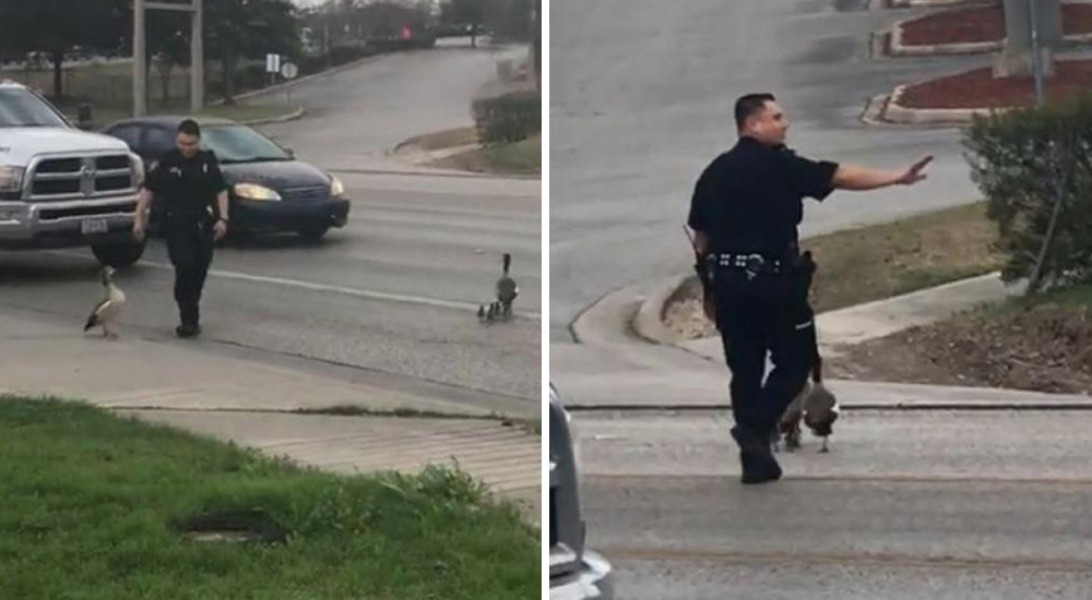Policía ayuda a patos