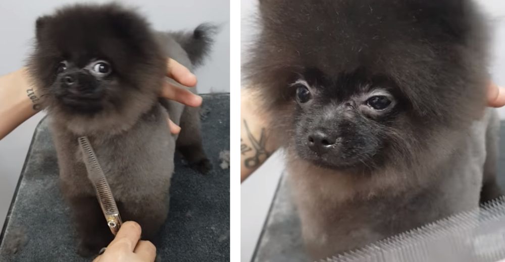 Encienden la música mientras le cortan el pelo a una perrita y no pueden dejar de grabarla Encienden la música mientras le cortan el pelo a una perrita y no pueden dejar de grabarla