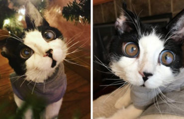 Porg gato ojos enormes