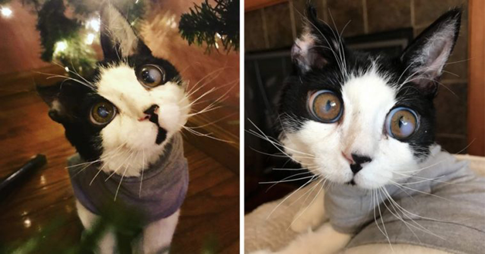 Porg gato ojos enormes