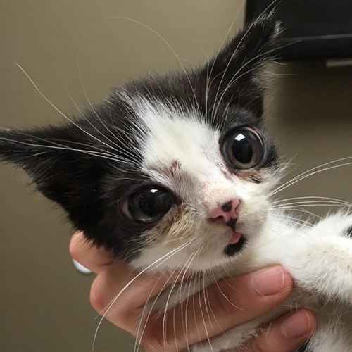 Porg gato ojos enormes