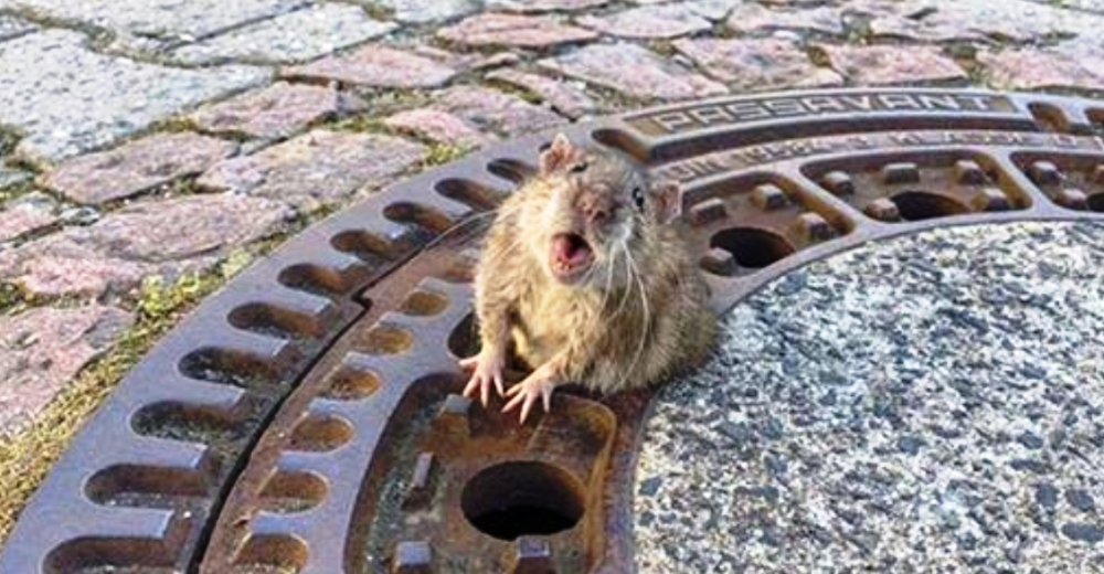 Una rata gordita atrapada en una alcantarilla jamás pensó que alguien se detendría a ayudarla
