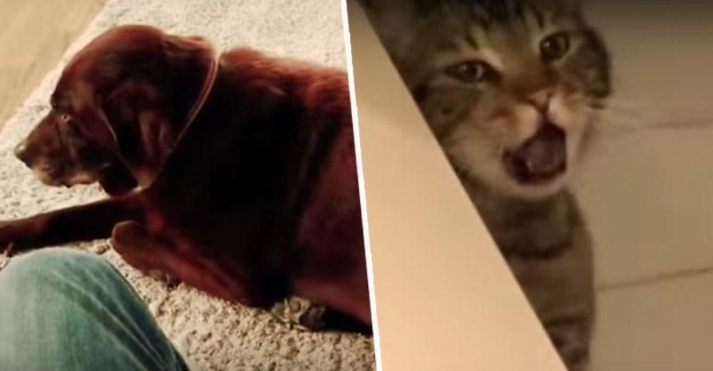 La verdad detrás de el vídeo viral de un perro echándose un gas que hace vomitar a un gato La verdad detrás de el vídeo viral de un perro echándose un gas que hace vomitar a un gato