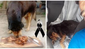 El triste adiós del perro policía que se hizo famoso por celebrar sus 15 años comiendo asado