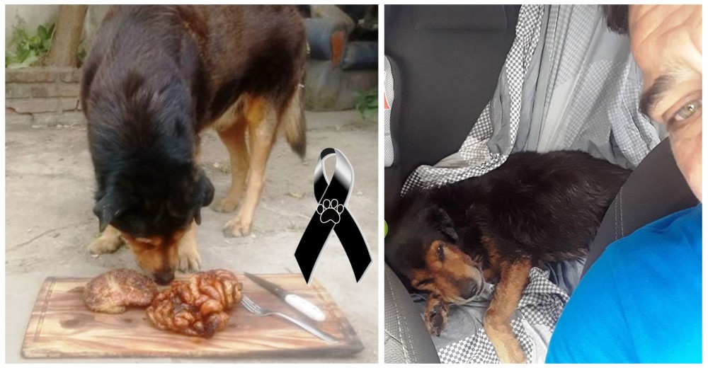 El triste adiós del perro policía que se hizo famoso por celebrar sus 15 años comiendo asado
