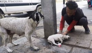 Tras llorar angustiada una mamá perrita encuentra la ayuda que necesitaba para su cachorrito