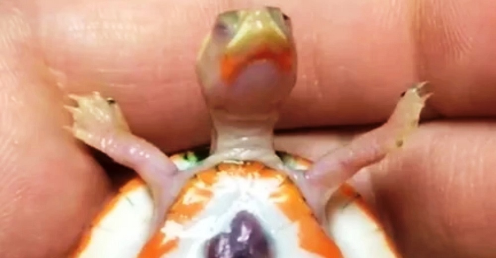 Tortuga albina bebé nace con el corazón fuera de su caparazón y desafía todas las probabilidades Tortuga albina bebé nace con el corazón fuera de su caparazón y desafía todas las probabilidades
