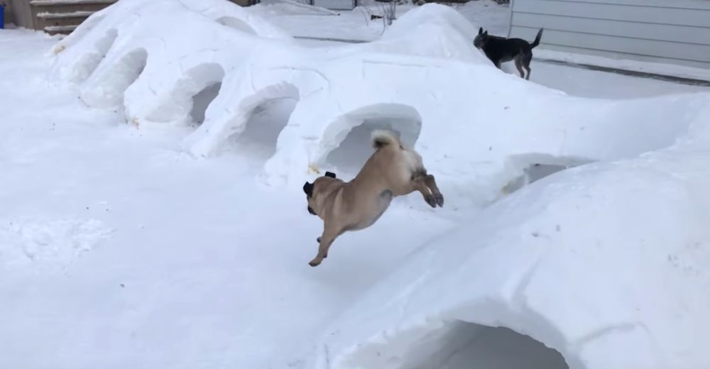 Construye ingeniosos túneles en su patio para que sus perros no se aburran durante el invierno Construye ingeniosos túneles en su patio para que sus perros no se aburran durante el invierno