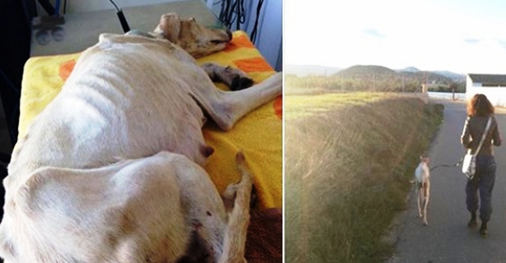 Perrita arrastra su patita rota 3 km guiando a su rescatista para que salve a sus bebés Perrita arrastra su patita rota 3 km guiando a su rescatista para que salve a sus bebés