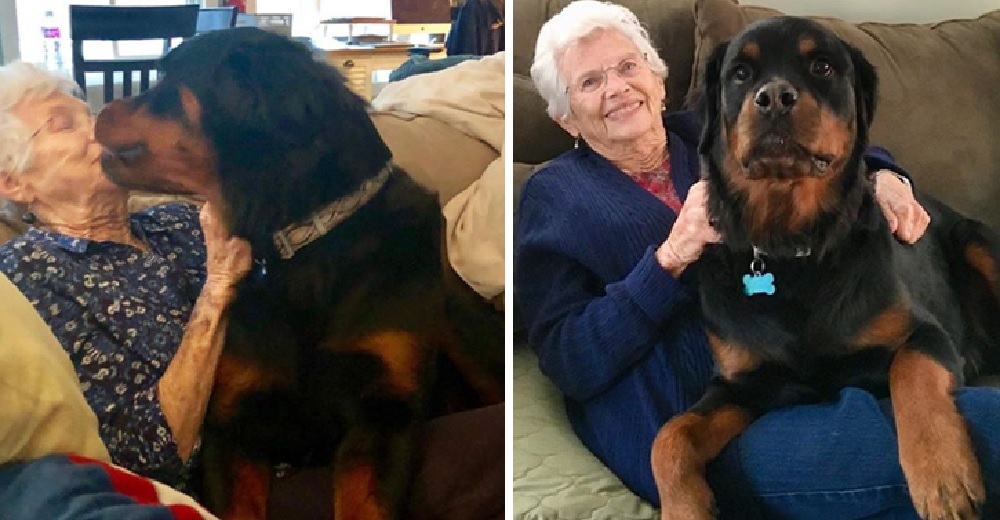 Una abuela sólo quería tener perros pequeños, pero un enorme rottweiler se robó su corazón Una abuela sólo quería tener perros pequeños, pero un enorme rottweiler se robó su corazón