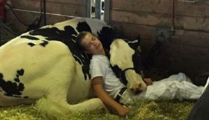 Niño agotado y su vaca pierden un concurso, pero arrasan en Internet tras su siesta juntos