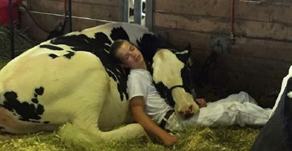 Niño agotado y su vaca pierden un concurso, pero arrasan en Internet tras su siesta juntos