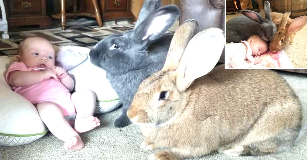 Pareja de conejos gigantes deciden que deben hacerse cargo de su nueva hermanita bebé Pareja de conejos gigantes deciden que deben hacerse cargo de su nueva hermanita bebé