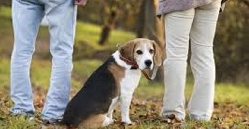 Le exige a su novio que se deshaga de su perrita y a él no le queda otra opción que actuar Le exige a su novio que se deshaga de su perrita y a él no le queda otra opción que actuar