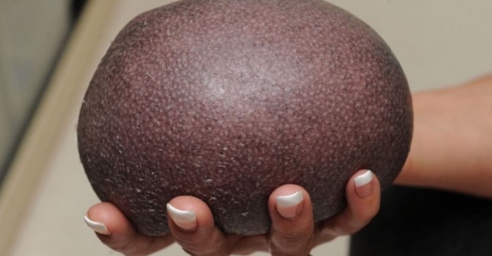 Halla una extraña pelota desgastada en su jardín, se acerca y ve que era un animalito en apuros Halla una extraña pelota desgastada en su jardín, se acerca y ve que era un animalito en apuros
