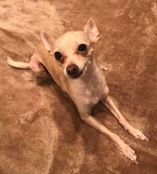 chihuahua