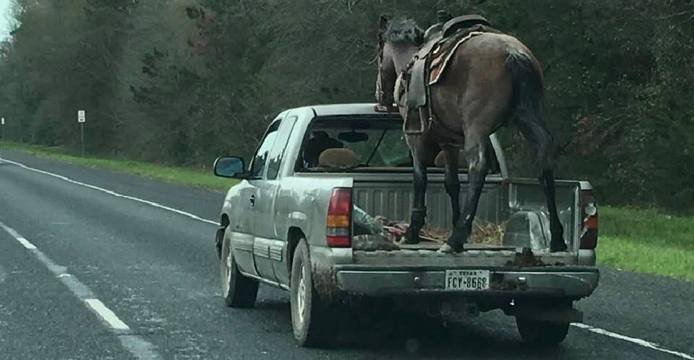 Transporta un caballo en su camioneta sin ninguna seguridad, su justificación indigna en la red Transporta un caballo en su camioneta sin ninguna seguridad, su justificación indigna en la red