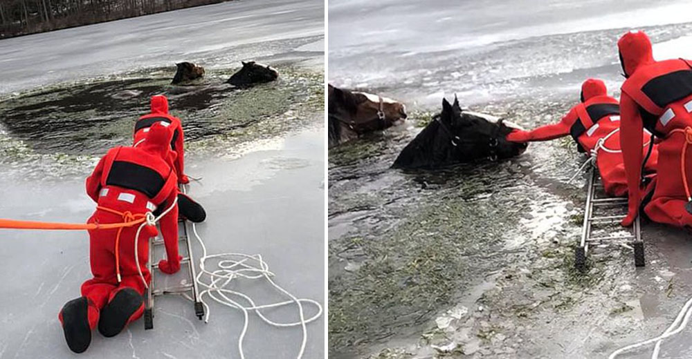 Rescatistas corren a salvar a dos caballos que quedaron atrapados en un lago congelado