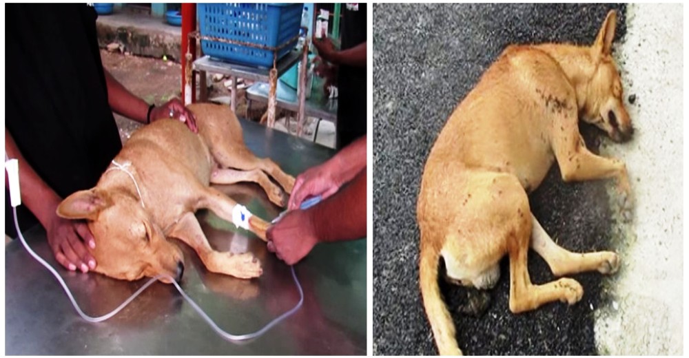 Estaban destrozados porque el perro que rescataron jamás despertaría– Un día después todo cambió Estaban destrozados porque el perro que rescataron jamás despertaría– Un día después todo cambió