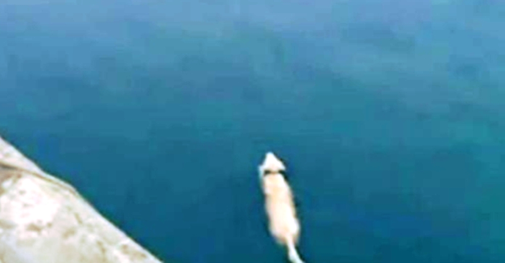 Ben, el perro que nada todos los días para encontrarse con el gran amigo que hizo en el océano Ben, el perro que nada todos los días para encontrarse con el gran amigo que hizo en el océano