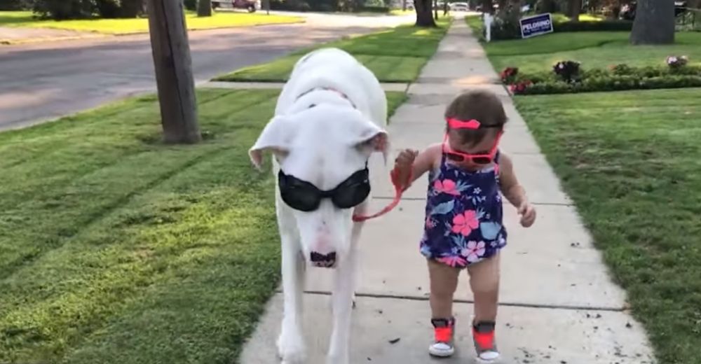 Esta bebé y su perrito sordo y ciego comparten un vínculo especial que conmueve al mundo Esta bebé y su perrito sordo y ciego comparten un vínculo especial que conmueve al mundo